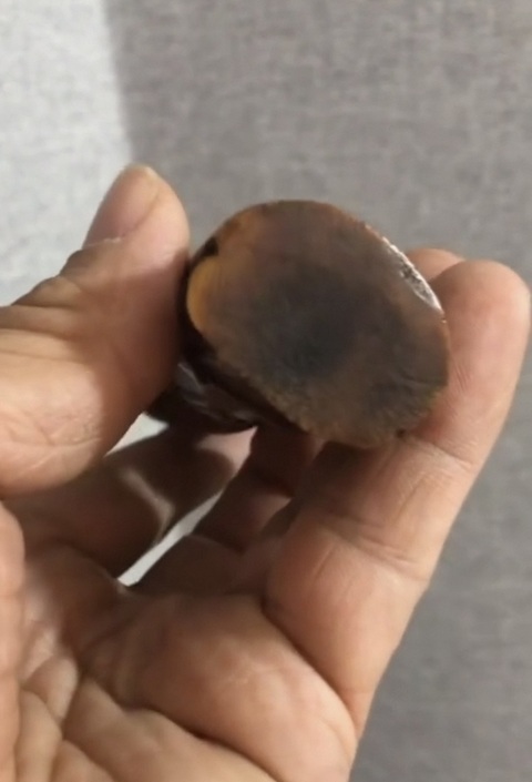 古玩雜項牙雕人物真品鑒賞圖