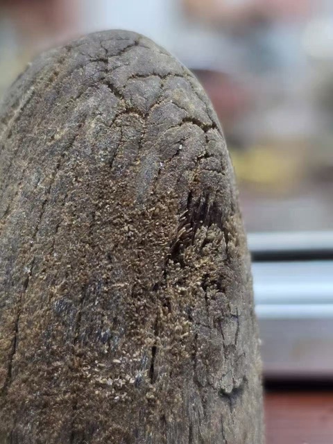 古玩雜項犀角真品鑒賞圖