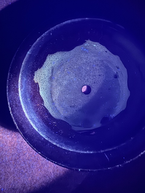 古玩陶瓷鈞紅釉三足香爐真品鑒賞圖