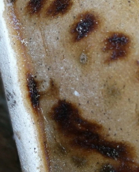 古玩陶瓷長沙窯真品鑒賞圖