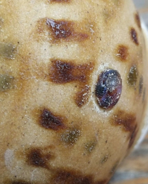 古玩陶瓷長沙窯真品鑒賞圖