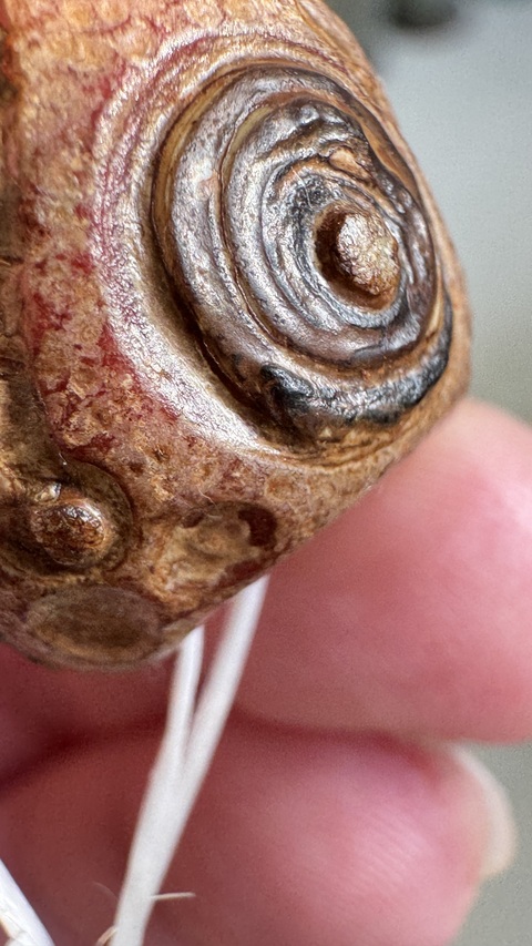 古玩玉器仿古蜻蜓眼形制珠真品鑒賞圖