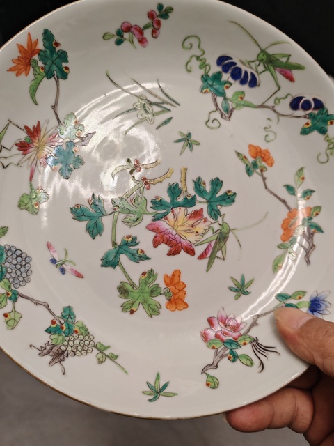 古玩陶瓷粉彩蟲草紋盤真品鑒賞圖