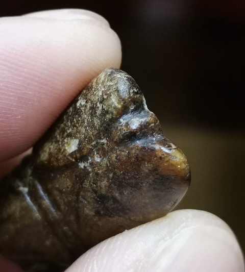 古玩玉器和田玉黃沁籽料蟬真品鑒賞圖