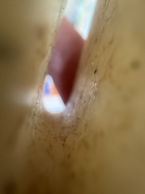 古玩玉器和田玉雕“提攜”真品鑒賞圖