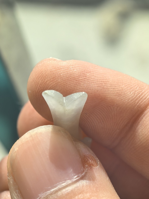 古玩玉器玉鳥墜真品鑒賞圖