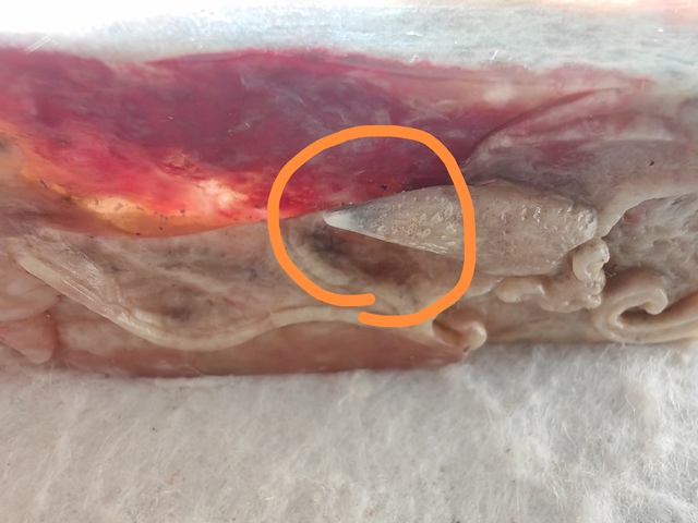 古玩玉器合成材料仿雞血石真品鑒賞圖