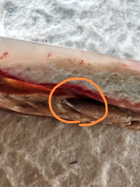 古玩玉器合成材料仿雞血石真品鑒賞圖