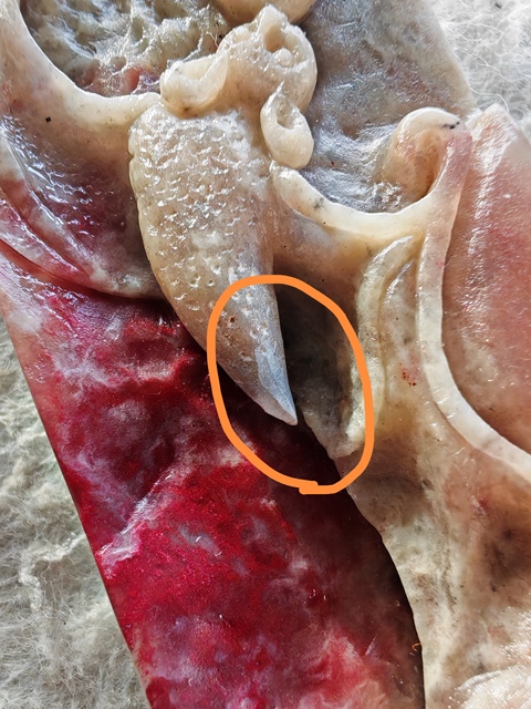 古玩玉器合成材料仿雞血石真品鑒賞圖