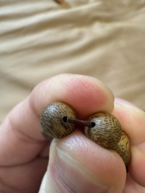 古玩雜項沉香手串真品鑒賞圖