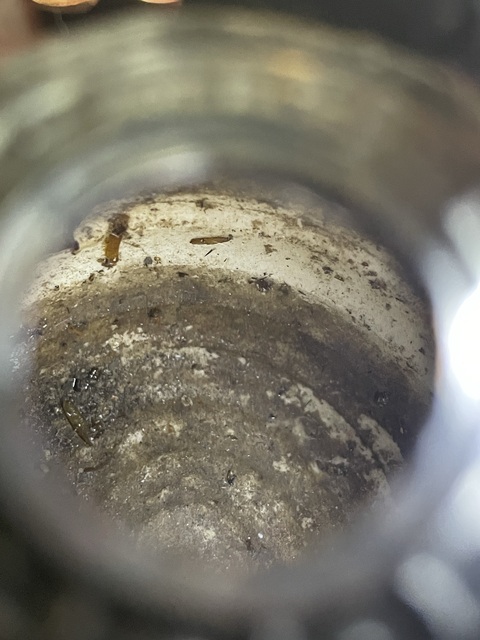 古玩陶瓷龍紋青花瓶改件真品鑒賞圖