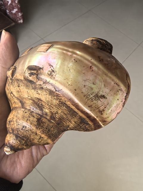 古玩雜項海螺水盂真品鑒賞圖