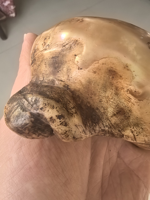 古玩雜項海螺水盂真品鑒賞圖