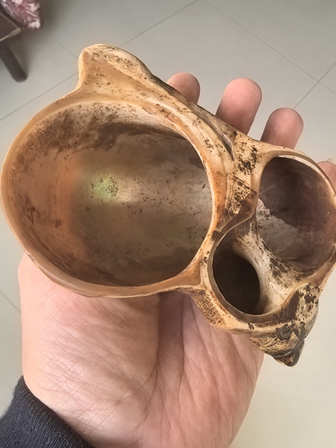 古玩雜項海螺水盂真品鑒賞圖