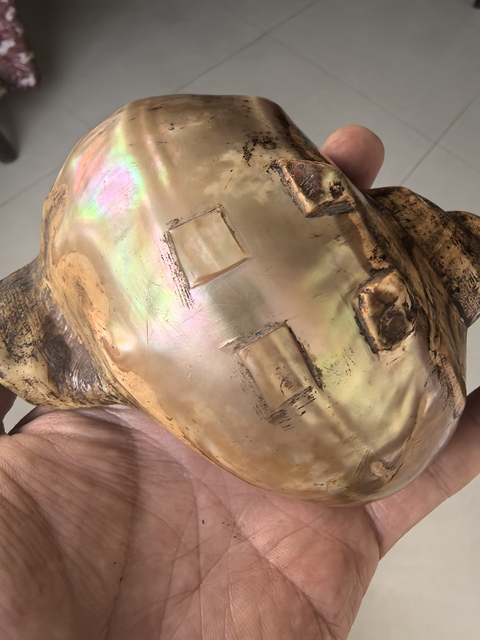 古玩雜項海螺水盂真品鑒賞圖