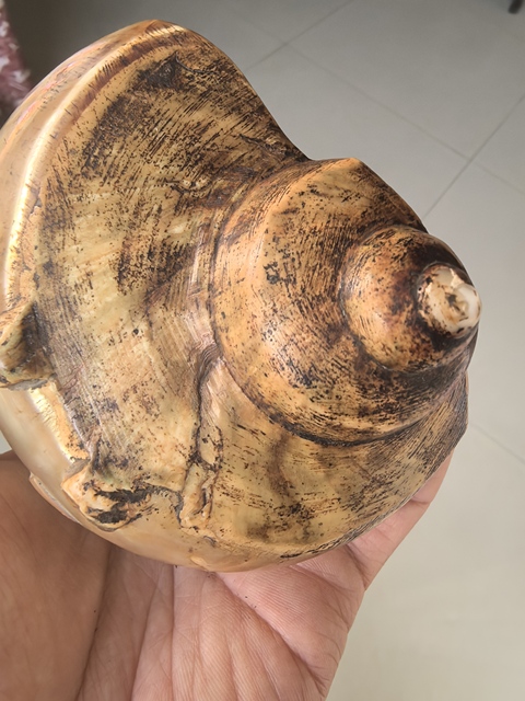 古玩雜項海螺水盂真品鑒賞圖