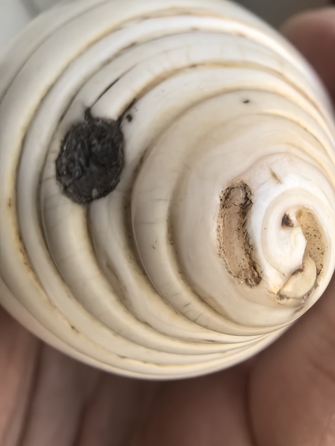 古玩雜項清代佛前供海螺洗真品鑒賞圖