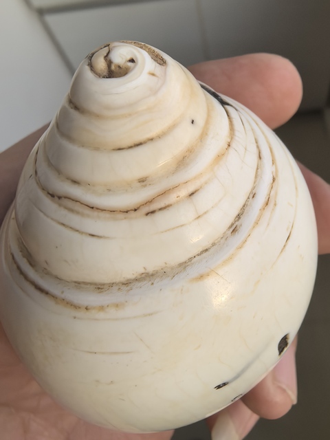 古玩雜項清代佛前供海螺洗真品鑒賞圖