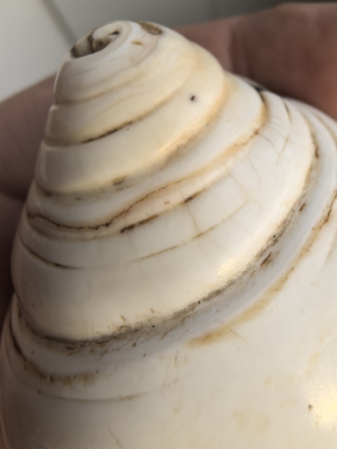 古玩雜項清代佛前供海螺洗真品鑒賞圖