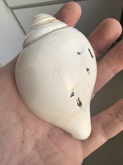 古玩雜項清代佛前供海螺洗真品鑒賞圖