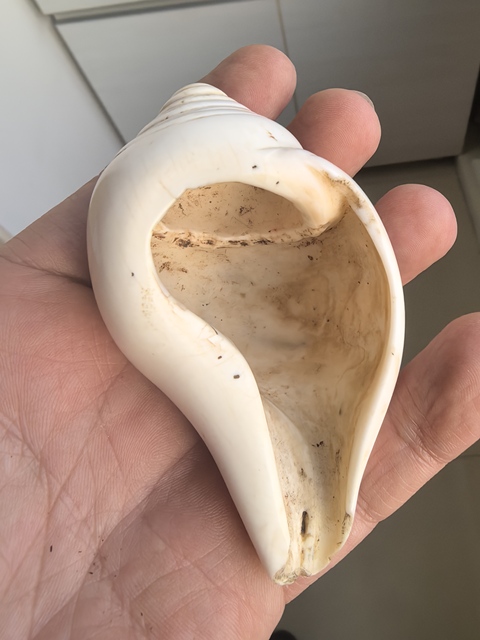 古玩雜項清代佛前供海螺洗真品鑒賞圖