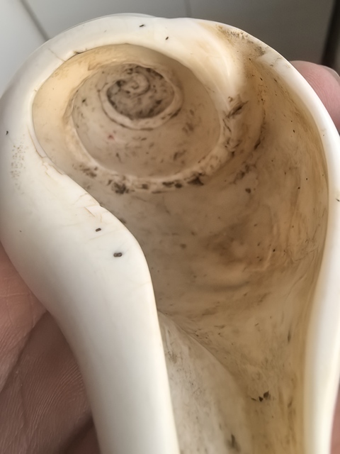 古玩雜項清代佛前供海螺洗真品鑒賞圖