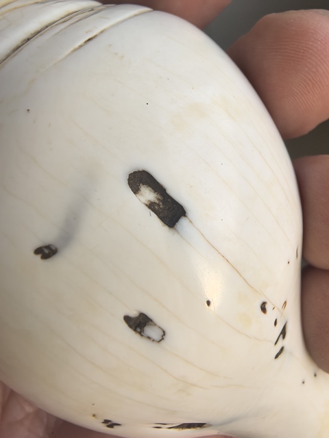 古玩雜項清代佛前供海螺洗真品鑒賞圖