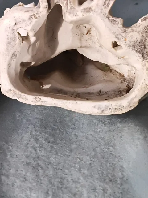 古玩陶瓷德化白瓷人物造像，可以找德化陶老師確認(rèn)真品鑒賞圖