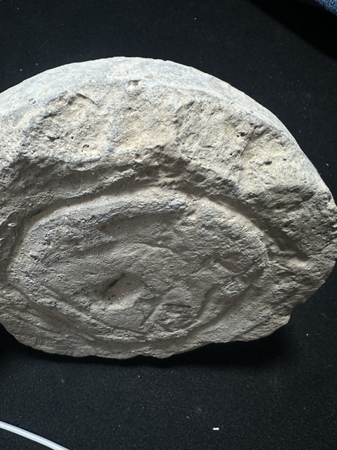 古玩陶瓷灰陶瓦當，注意品相真品鑒賞圖