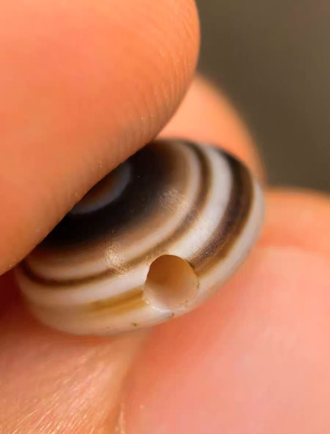 古玩玉器羊眼板珠真品鑒賞圖