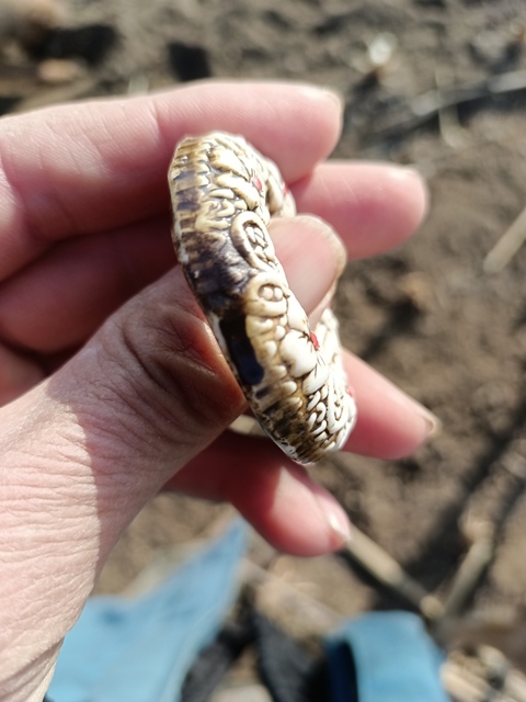 古玩陶瓷花卉紋飾品真品鑒賞圖