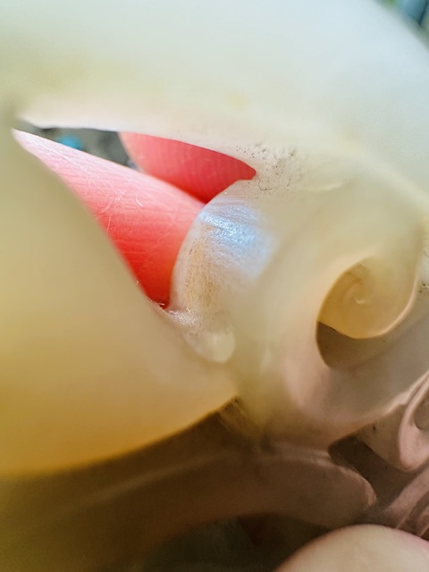 古玩玉器和田玉雕“龍紋佩”真品鑒賞圖