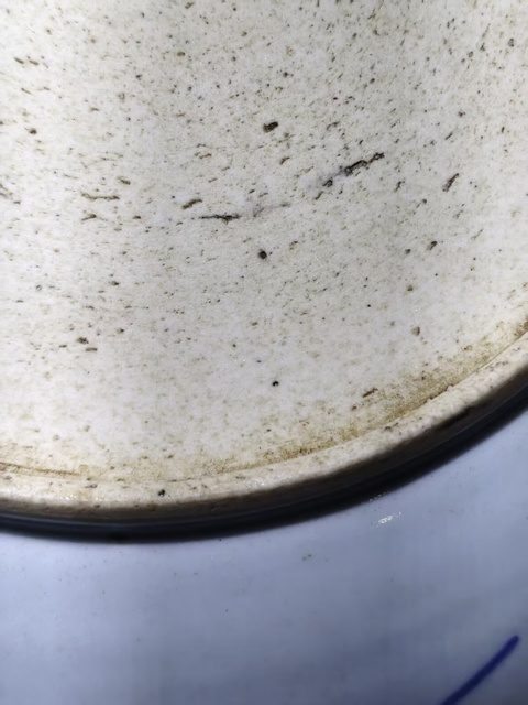 古玩陶瓷絕美清中期青花釉里紅魚盤拍賣，當前價格1680元