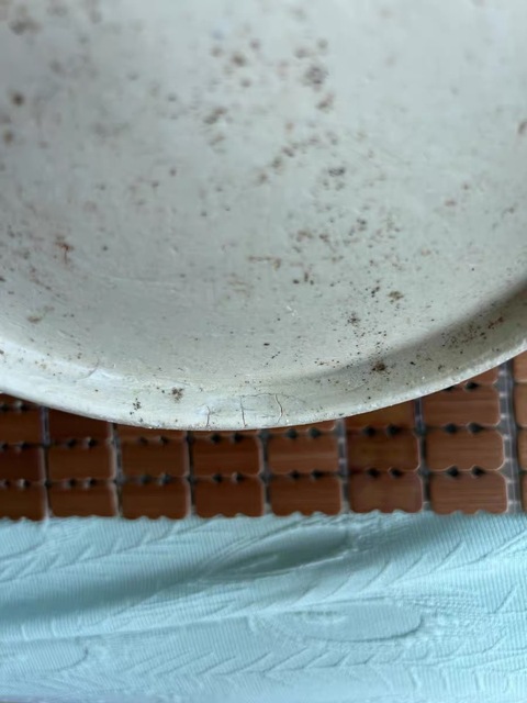 古玩陶瓷青花龍紋盤真品鑒賞圖