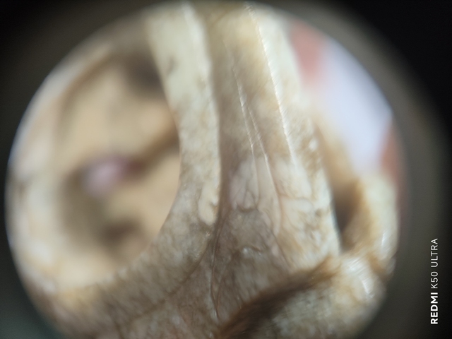 古玩玉器玉龍紋佩真品鑒賞圖