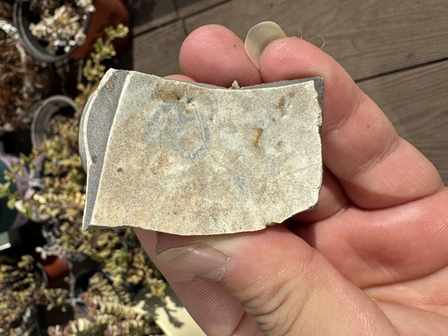 古玩陶瓷官窯標本真品鑒賞圖