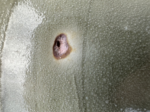 古玩陶瓷耀州窯纏枝花卉紋斗笠盞真品鑒賞圖