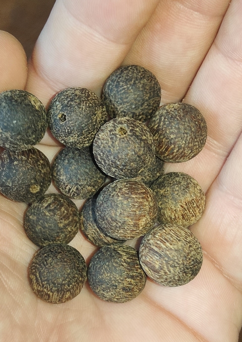 古玩雜項木珠真品鑒賞圖