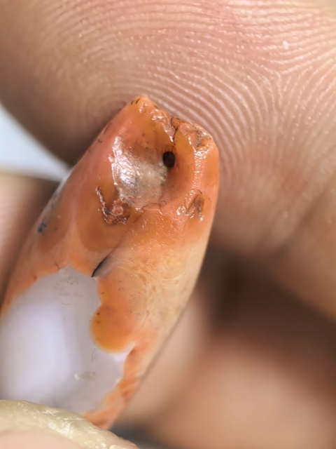 古玩雜項墜飾真品鑒賞圖