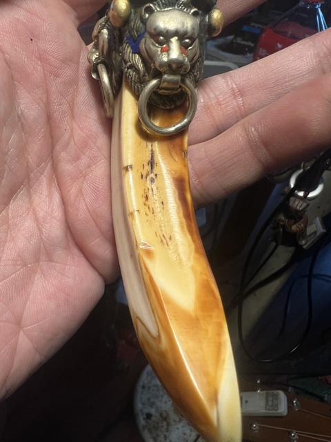 古玩雜項(xiàng)野豬牙掛件真品鑒賞圖