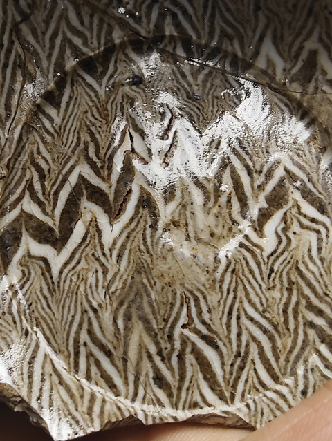 古玩陶瓷殘器標(biāo)本真品鑒賞圖