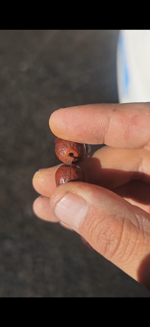 古玩雜項鳳眼菩提子真品鑒賞圖