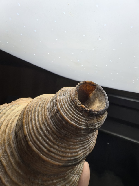 古玩雜項現代仿刻清代老法螺真品鑒賞圖