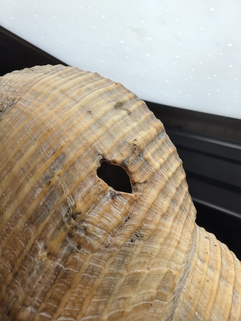 古玩雜項現代仿刻清代老法螺真品鑒賞圖