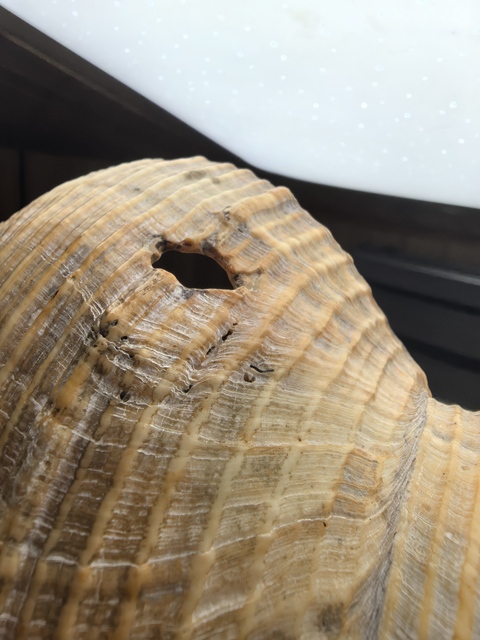 古玩雜項現代仿刻清代老法螺真品鑒賞圖