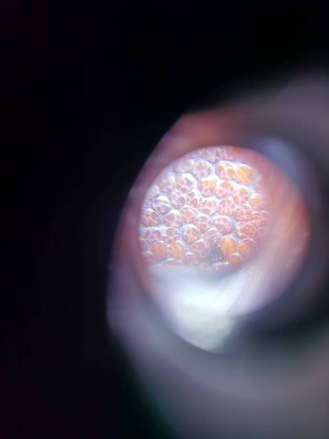 古玩雜項其它材質仿xi jiao 扳指真品鑒賞圖