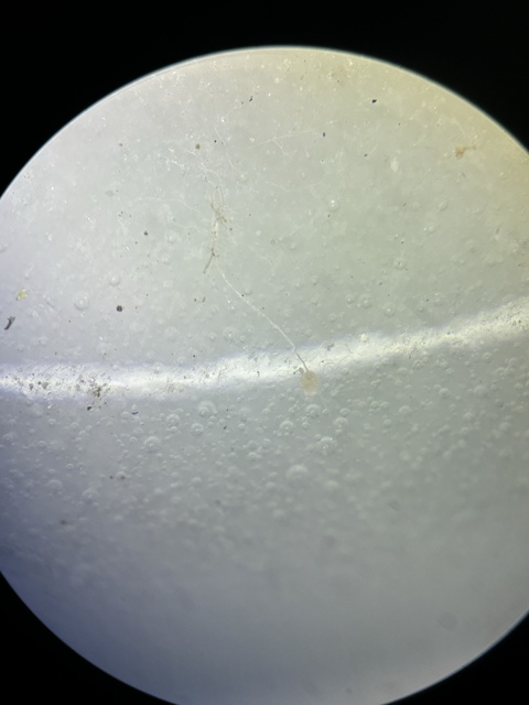 古玩陶瓷清晚期青花三星紋杯真品鑒賞圖