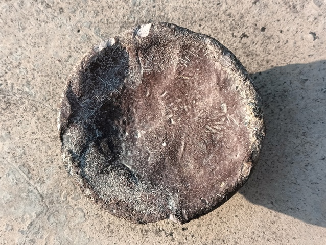 古玩陶瓷古代銀幣真品鑒賞圖