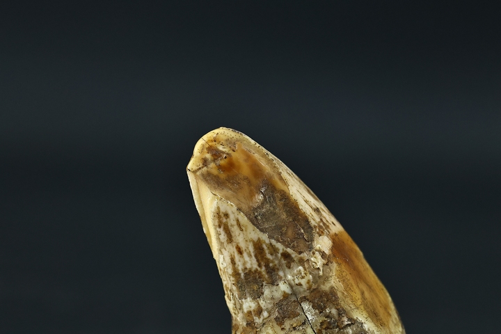 古玩雜項牙尖真品鑒賞圖