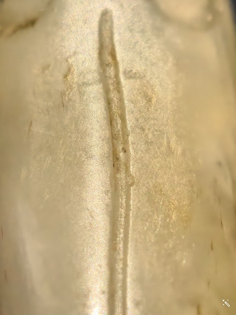 古玩玉器青蛙真品鑒賞圖